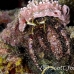 crab_hermit_crci_mb_h_0099_png1887.jpg